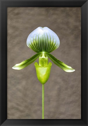 Framed Magnificum Orchid Print