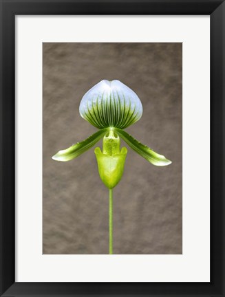 Framed Magnificum Orchid Print