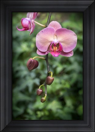 Framed Pink Orchid Print