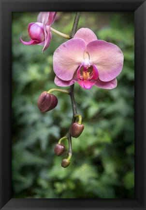 Framed Pink Orchid Print