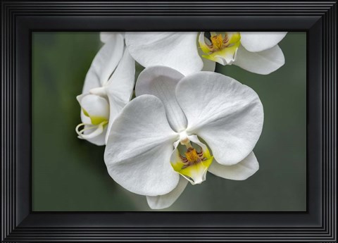 Framed White Orchid Print