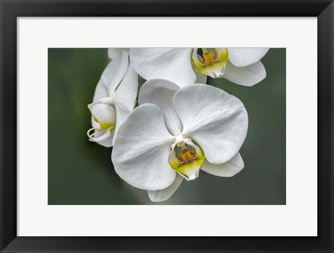 Framed White Orchid Print