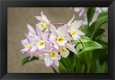 Framed Apple Blossom, Iwanagara Orchid Print