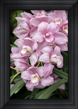 Framed Pink Orchid Print