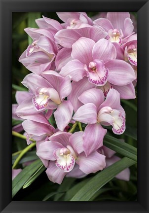 Framed Pink Orchid Print