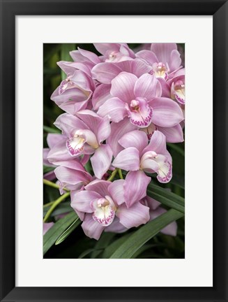 Framed Pink Orchid Print