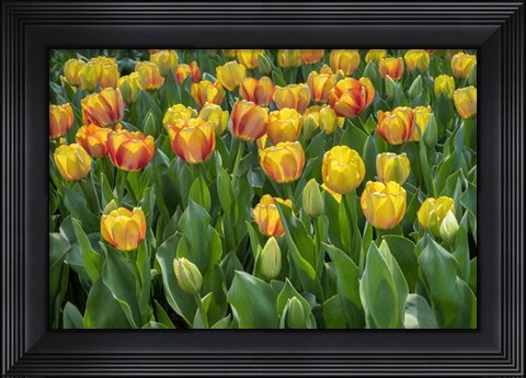Framed Beauty Of Spring Darwin Hybrid Tulip Print