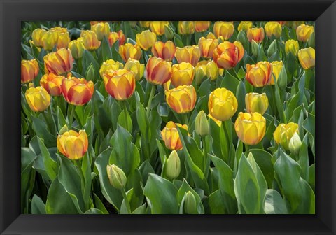 Framed Beauty Of Spring Darwin Hybrid Tulip Print