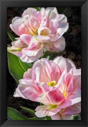 Framed Pink Double Early Tulip Print