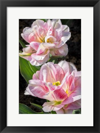 Framed Pink Double Early Tulip Print