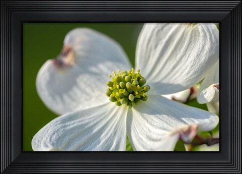 Framed White Dogwood Flowers Print