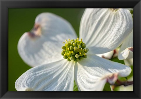 Framed White Dogwood Flowers Print