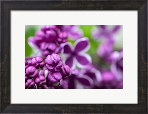 Framed Purple Lilac Print