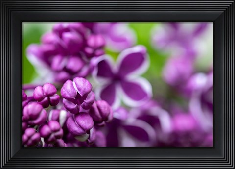 Framed Purple Lilac Print
