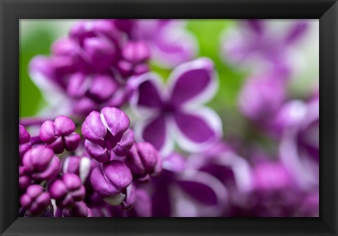 Framed Purple Lilac Print