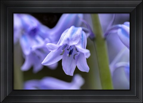Framed English Wood Hyacinth 1 Print