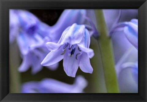 Framed English Wood Hyacinth 1 Print