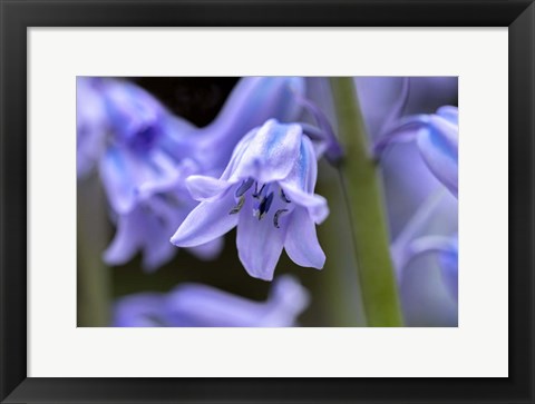 Framed English Wood Hyacinth 1 Print