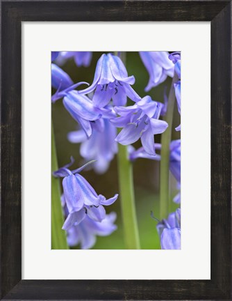 Framed English Wood Hyacinth 2 Print
