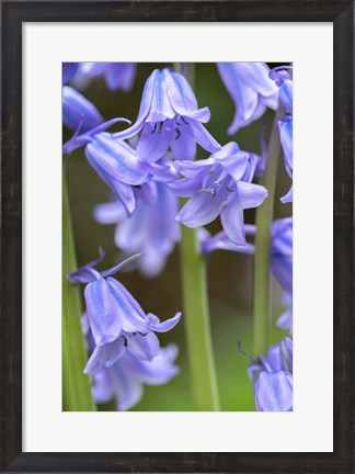 Framed English Wood Hyacinth 2 Print