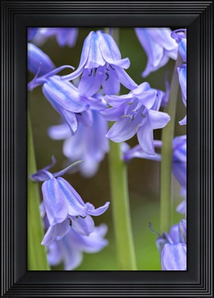 Framed English Wood Hyacinth 2 Print