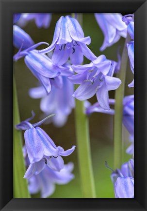 Framed English Wood Hyacinth 2 Print