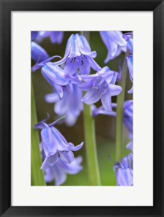 Framed English Wood Hyacinth 2 Print