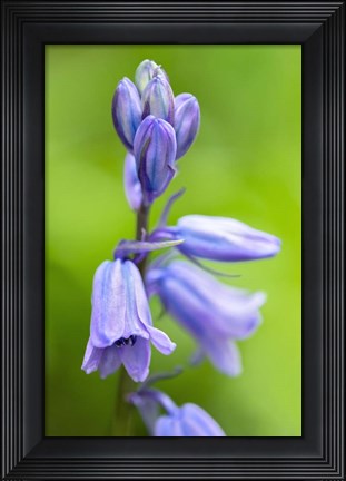 Framed English Wood Hyacinth 3 Print