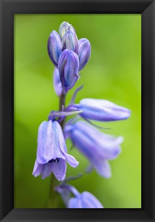 Framed English Wood Hyacinth 3 Print