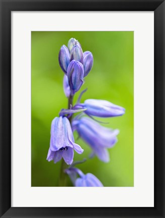 Framed English Wood Hyacinth 3 Print