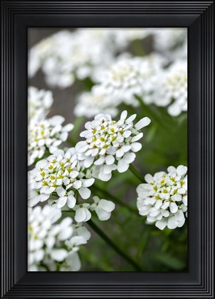 Framed Rock Cress Print
