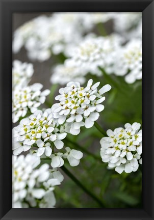 Framed Rock Cress Print