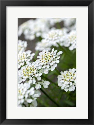 Framed Rock Cress Print