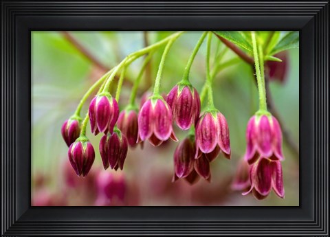 Framed Mountain Azalea Print