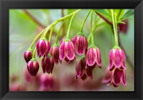 Framed Mountain Azalea Print