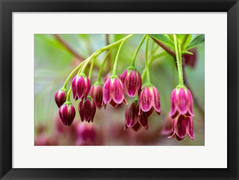 Framed Mountain Azalea Print