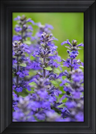 Framed Salvia Officinalis, Common Sage Print