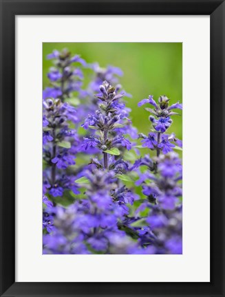 Framed Salvia Officinalis, Common Sage Print