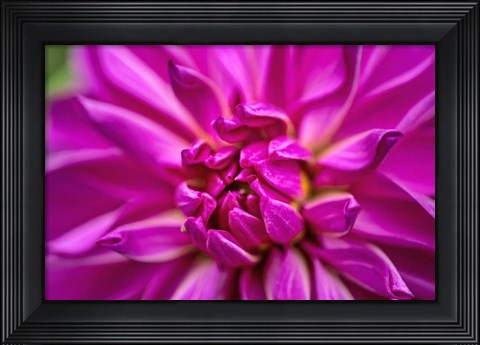Framed Peony Print