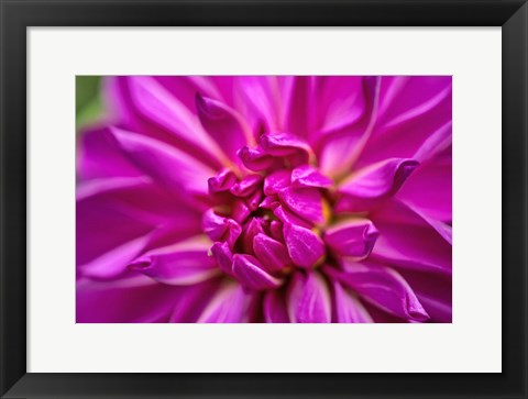 Framed Peony Print