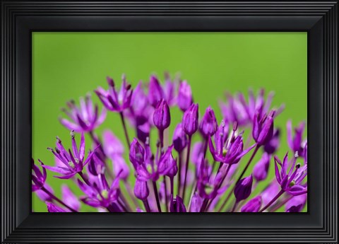 Framed Allium Print