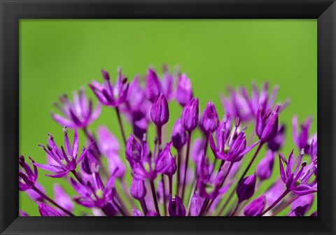 Framed Allium Print