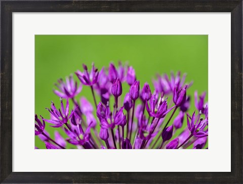 Framed Allium Print