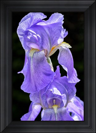 Framed Bearded Iris Print