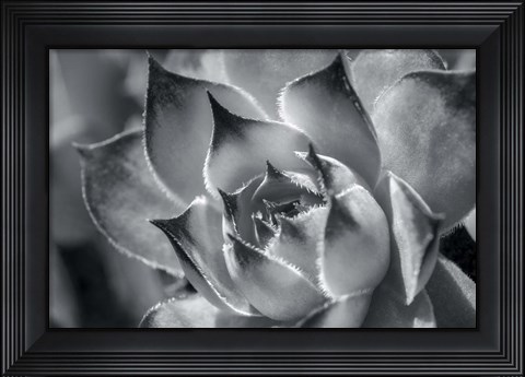 Framed Hens And Chicks, Succulents 1 Print