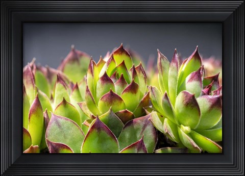 Framed Hens And Chicks, Succulents 2 Print