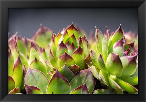 Framed Hens And Chicks, Succulents 2 Print