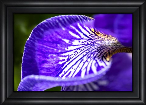 Framed Siberian Iris 1 Print