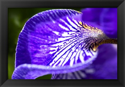 Framed Siberian Iris 1 Print