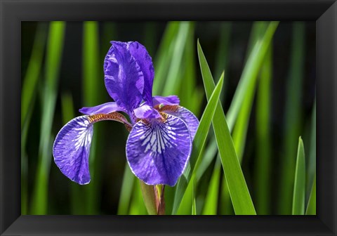 Framed Siberian Iris 2 Print